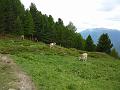 210609_Naturnser_Alm2